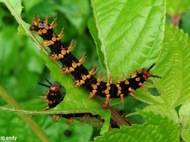 ENDY - Malayan eggfly caterpillars-
