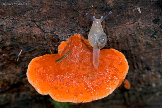 Kyaw Htay - Snail on Fungus
